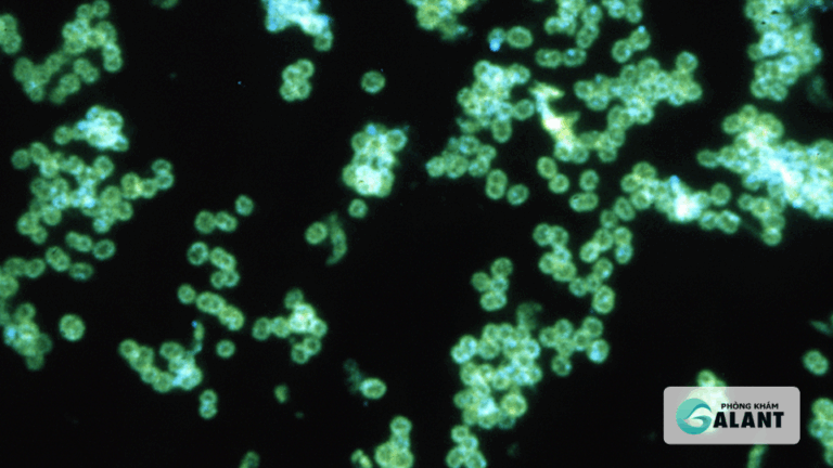 vi khuẩn bệnh lậu